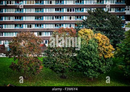 London, UK. 8. Oktober 2015. Herbstliche Bäume in Südost-London-Credit: Guy Corbishley/Alamy Live-Nachrichten Stockfoto