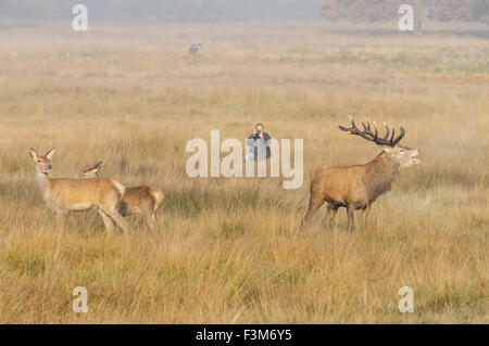 Fotografen im Richmond Park, London England Vereinigtes Königreich UK Stockfoto