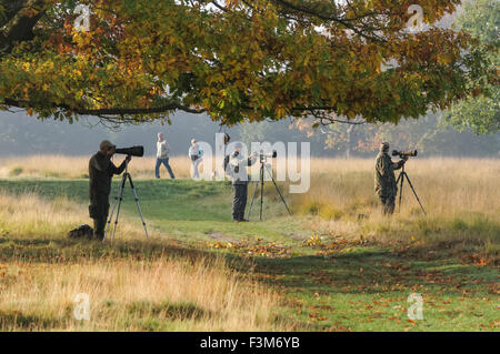 Fotografen im Richmond Park, London England Vereinigtes Königreich UK Stockfoto