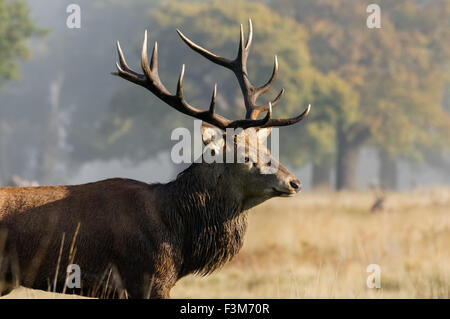 Rehe mit großem Geweih in einem Wald Stockfoto