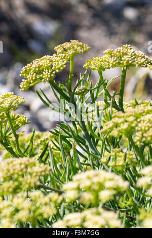 Felsen Samphire Crithmum maritimum Stockfoto