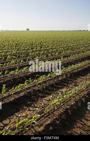 Feld, Furche, Bauernhof, Arkansas Stockfoto