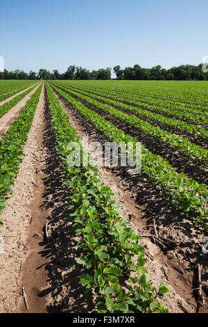 Furche, Bauernhof, Soja, Arkansas Stockfoto