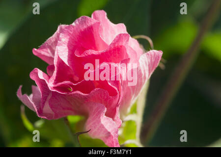 Rosa, Baumwolle, Bauernhof, Blume, Arkansas Stockfoto