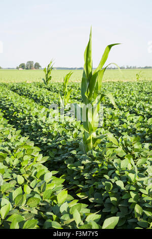 Feld, Mais, Hof, Soja, Arkansas Stockfoto