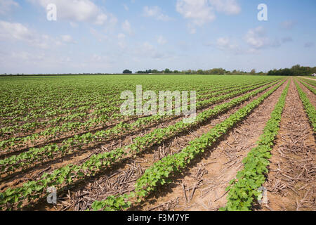 Feld, Baumwolle, Furche, Bauernhof, Arkansas Stockfoto