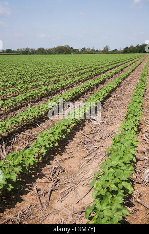 Arkansas, Baumwolle, Feld, Furche, Bauernhof Stockfoto