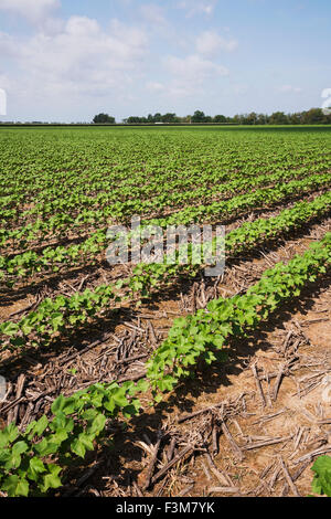 Feld, Baumwolle, Furche, Bauernhof, Arkansas Stockfoto