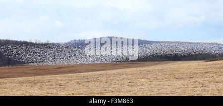 Tausende von Zugvögeln Schnee Gänse an der Middle Creek Wildlife Management Area, PA, USA. Stockfoto