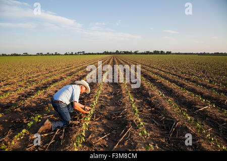 Feld, Landwirt, Kontrolle, Baumwolle, Arkansas Stockfoto