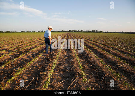 Arkansas, Baumwolle, Landwirt, Feld, Kontrolle Stockfoto