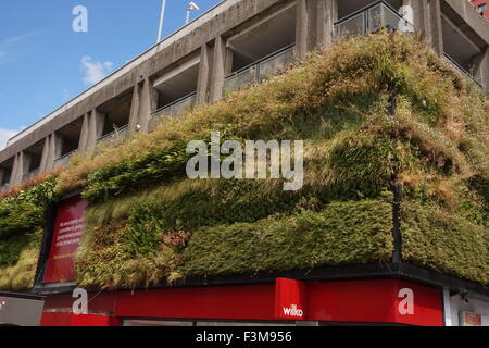 Eine "lebendige Mauer" von Pflanzen wachsen auf den Außenwänden des Wilko ist in Sutton, London Stockfoto