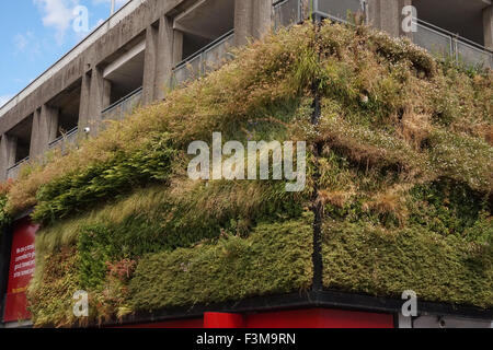 Eine "lebendige Mauer" von Pflanzen wachsen auf den Außenwänden des Wilko ist in Sutton, London Stockfoto