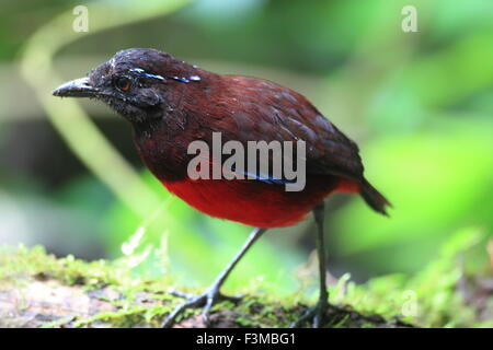 Anmutige Pitta (Erythropitta Venusta) in Sumatra, Indonesien Stockfoto