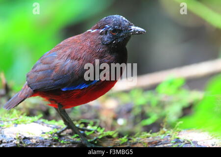 Anmutige Pitta (Erythropitta Venusta) in Sumatra, Indonesien Stockfoto