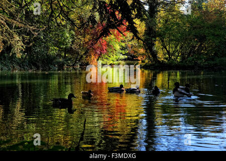 Shipton-unter-Wychwood, Oxfordshire, Vereinigtes Königreich. 9. Oktober 2015. UK-Wetter: Herbst Herbst Farben beginnen am Wychwood Wild Garden in Shipton unter Wychwood in Oxfordshire angezeigt werden soll. Die 12,5 Hektar großen Alleen, Wäldern und Teichen wurde in den 1860er Jahren angelegt und ist jetzt im Besitz der Gemeinde Bild: Ric Mellis 10.09.2015 Shitpton unter Wychwood, Oxfordshire, UK Credit: Ric Mellis/Alamy Live News Stockfoto