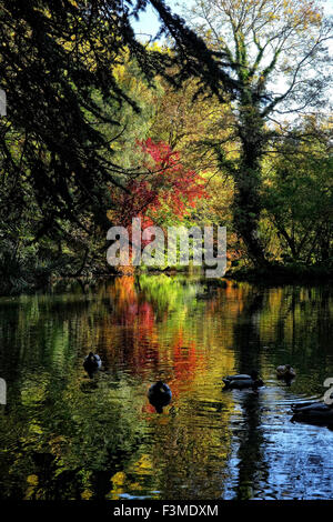 Shipton-unter-Wychwood, Oxfordshire, Vereinigtes Königreich. 9. Oktober 2015. UK-Wetter: Herbst Herbst Farben beginnen am Wychwood Wild Garden in Shipton unter Wychwood in Oxfordshire angezeigt werden soll. Die 12,5 Hektar großen Alleen, Wäldern und Teichen wurde in den 1860er Jahren angelegt und ist jetzt im Besitz der Gemeinde Bild: Ric Mellis 10.09.2015 Shitpton unter Wychwood, Oxfordshire, UK Credit: Ric Mellis/Alamy Live News Stockfoto