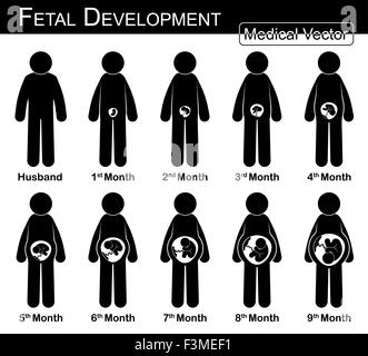 Fötale Entwicklung (Schwangere und fetale Wachstum im Mutterleib) (Schritt für Schritt) (Medizin, Wissenschaft und Gesundheitswesen Konzept) (Hu Stockfoto