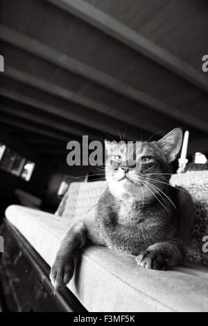 Schwarz-weiß-Porträt einer Abessinier Katze liegend auf einem Hocker mit seiner Pfote heraus, die nur an ein Spielzeug geklaut Stockfoto