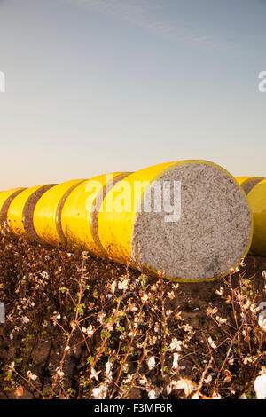 Feld, Bale, Baumwolle, Bauernhof, Arkansas Stockfoto