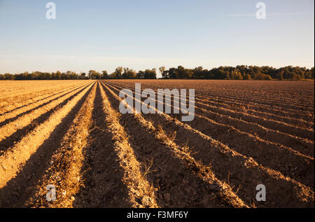 Anbau, Boden, Furche, Feld, Bauernhof, Arkansas Stockfoto