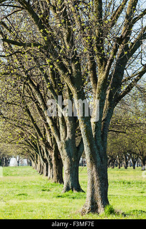 Ernte, Grove, Pecan, Arkansas Stockfoto