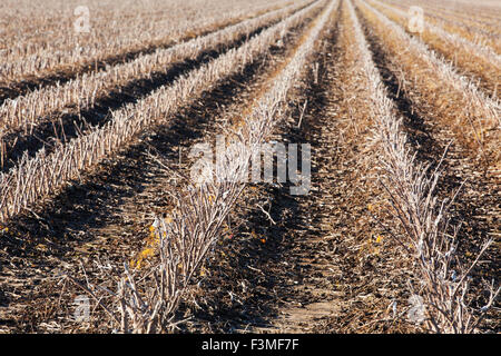 Stoppeln, Baumwolle, Furche, Feld, Bauernhof, Arkansas Stockfoto