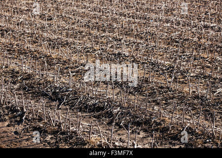 Stoppeln, Baumwolle, Furche, Feld, Bauernhof, Arkansas Stockfoto