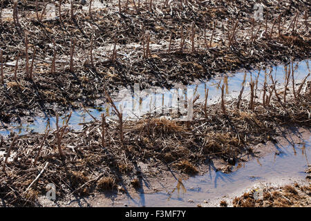 Nass, Boden, Pfütze, Baumwolle, Feld, Bauernhof, Arkansas Stockfoto