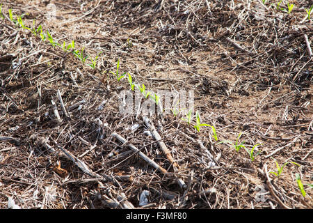 Feld, Sämling, Baumwolle, Bauernhof, Arkansas Stockfoto