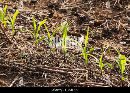 Feld, Landwirtschaft, Sämling, Furche, Bauernhof, Arkansas Stockfoto