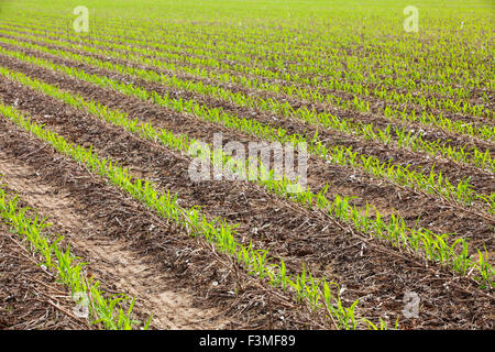 Feld, Landwirtschaft, Sämling, Furche, Bauernhof, Arkansas Stockfoto