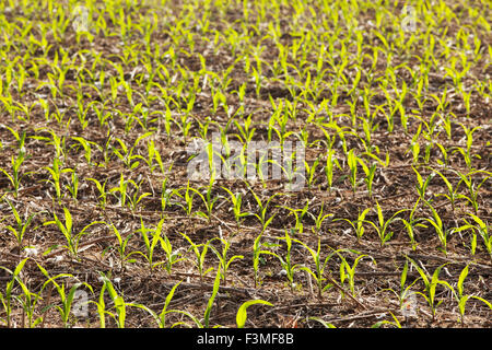 Feld, Landwirtschaft, Sämling, Furche, Bauernhof, Arkansas Stockfoto