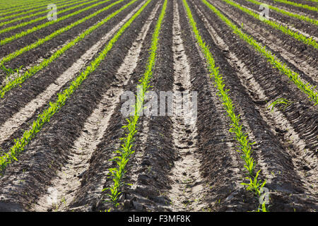 Feld, Sämling, Furche, Bauernhof, Arkansas Stockfoto