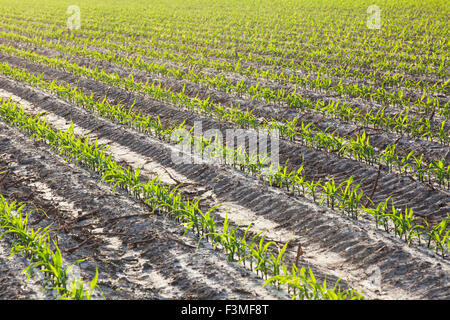 Feld, Sämling, Furche, Bauernhof, Arkansas Stockfoto