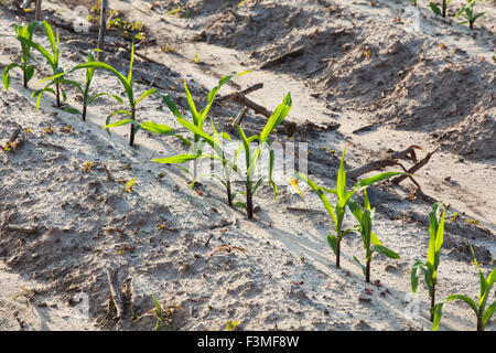 Feld, Furche, Sämling, Arkansas, Hof Stockfoto