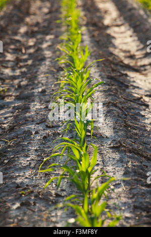 Feld, Sämling, Furche, Bauernhof, Arkansas Stockfoto