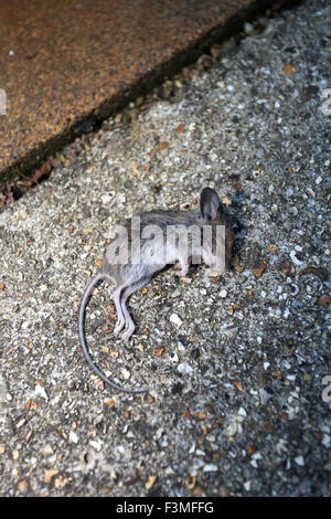 Tote Maus im Bild auf der Straße vor einem Haus in Bognor Regis, West Sussex, UK. Stockfoto