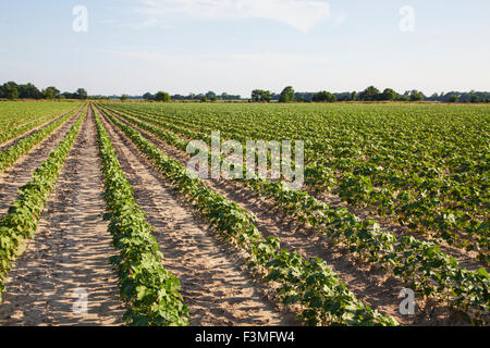 Feld, Baumwolle, Bauernhof, Arkansas Stockfoto