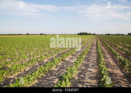 Feld, Baumwolle, Bauernhof, Arkansas Stockfoto