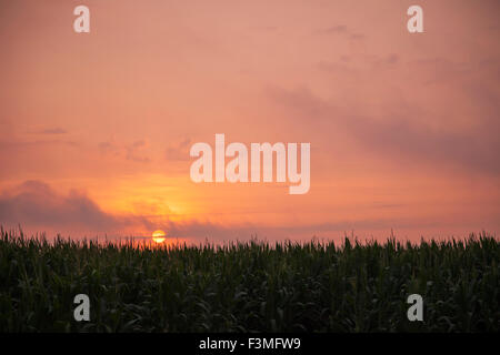 Sonnenuntergang, Mais, Fülle, Bauernhof, Arkansas Stockfoto