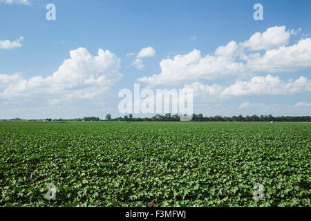 Feld, Baumwolle, Bauernhof, Arkansas Stockfoto