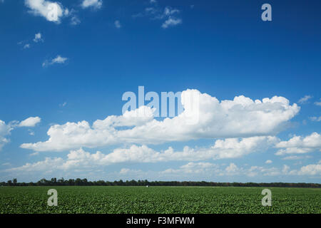 Feld, Baumwolle, Bauernhof, Arkansas Stockfoto