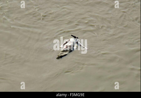 Tod-Flooting in den Ganges. Varanasi. Horizontale Ansicht einer Orange gehüllt Leiche hinunter den Fluß Ganges. Varanasi ist bekannt für seine Ghats - es gibt über 100 der am Flussufer Strukturen. Während die meisten von den Ghats von Hindu-Pilger zum Heiligen Baden verwendet werden, ist es die paar brennende Ghats - leicht zugänglich für Besucher -, die wirklich die gruseligen greifen. Brennende Ghats, wie z. B. die verheißungsvollen Manikarnika Ghat, sind, wo die Toten eingeäschert werden. Dieses Bild wurde mit freundlicher Genehmigung von die französischen überseeischen Departements aufgenommen. Stockfoto