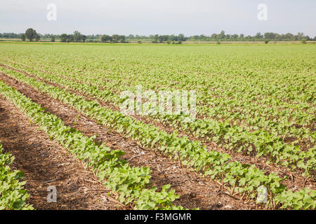 Feld, Baumwolle, Bauernhof, Arkansas Stockfoto