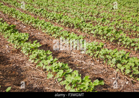 Feld, Baumwolle, Bauernhof, Arkansas Stockfoto