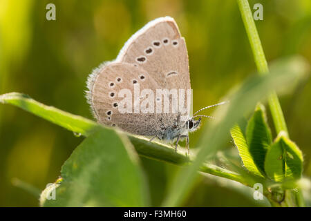 Einen silbernen blauen Schmetterling, Glaucopsyche Lygdamus, versteckt zwischen Pflanzen in der Riverlot 56 Naturraum, Alberta, Kanada Stockfoto