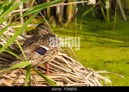 Weibliche Stockente, Anas Platyrhynchos, stehend auf einem Haufen von getrockneten Schilf, Big Lake, Alberta, Kanada Stockfoto