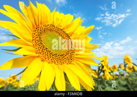 Schöne Landschaft mit Sonnenblumenfeld über blauen Wolkenhimmel. Stockfoto