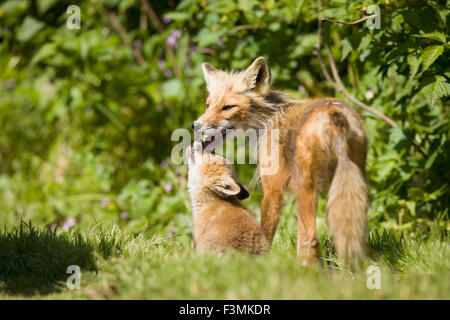 Zusammen, Cub, Alaska, Rotfuchs, Familie Stockfoto